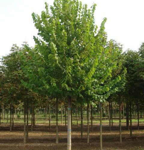 Tilia Platyphyllos