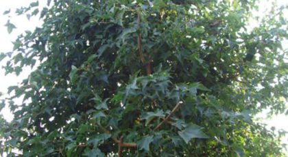 Acer Buergerianum