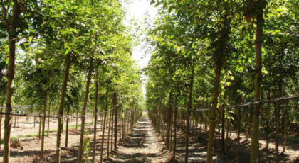Acer Ginnala