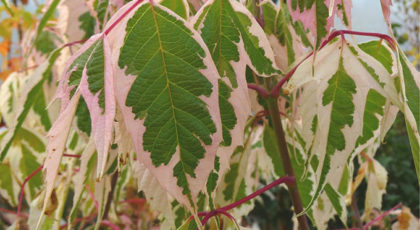Acer Negundo Flamingo cespuglio