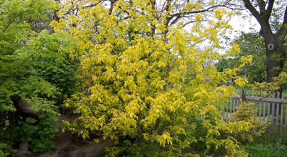 Acer Negundo Odessanum cespuglio