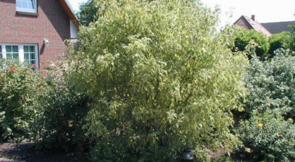 Acer Negundo Variegato cespuglio