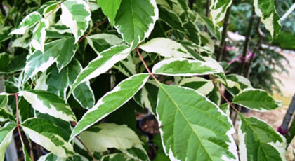 Acer Negundo Variegato