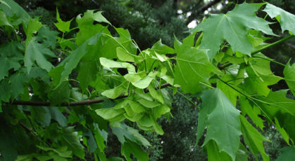 Acer Platanoides