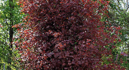 Acer Platanoides Crimson King cespuglio
