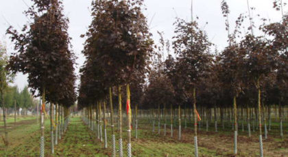 Acer Platanoides Crimson King