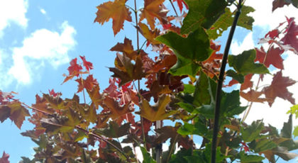 Acer Platanoides Deborah