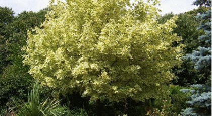 Acer Platanoides Drummondii cespuglio