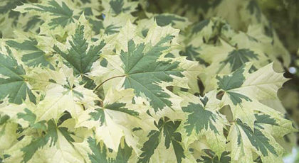 Acer Platanoides Drummondii