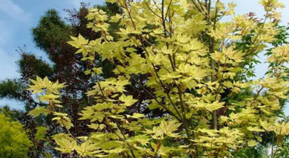 Acer Pseudoplatanus cespuglio