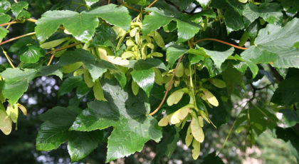 Acer Pseudoplatanus Erectum