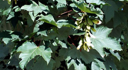Acer Pseudoplatanus Negenia