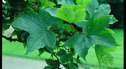 Acer Pseudoplatanus Rotterdam