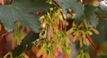 Acer Pseudoplatanus Spaethii