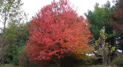 Acer Rubrum cespuglio