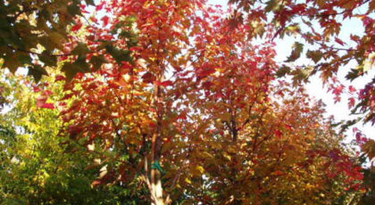Acer Rubrum Fairview Flame