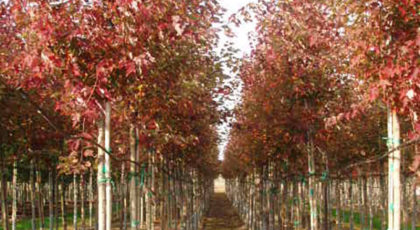 Acer Rubrum Autumn Flame