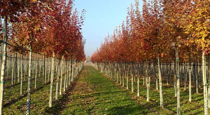 Acer Rubrum October Glory®