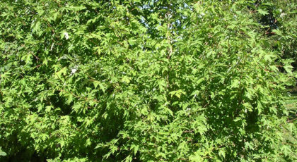 Acer Saccharinum cespuglio