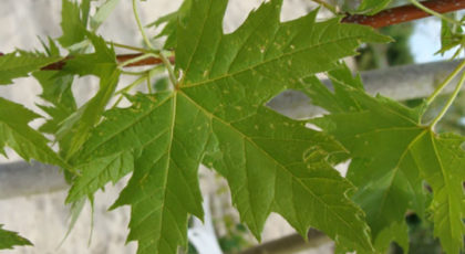 Acer Saccharinum Pyramidalis cespuglio