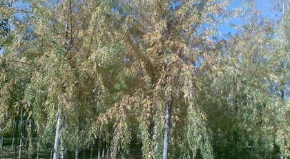 Acer Saccharinum Wieri