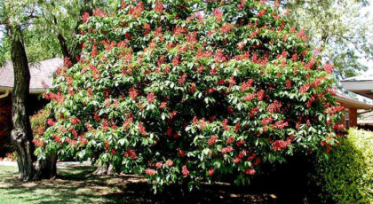 Aesculus Carnea Briotii cespuglio