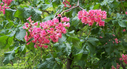 Aesculus Carnea Briotii