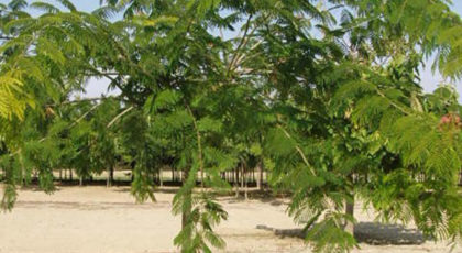 Albizia Julibrissin
