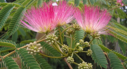 Albizia Julibrissin Ombrella ®