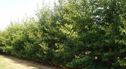 Alnus Cordata cespuglio