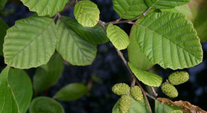 Alnus Incana