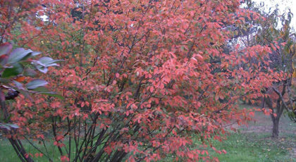 Amelanchier Canadensis cespuglio