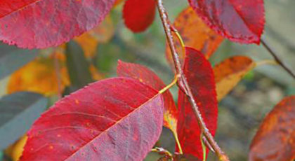 Amelanchier Lamarckii