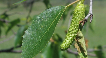 Betula Papyrifera