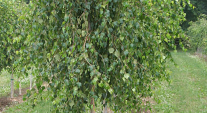 Betula Verrucosa Youngii (Pendula)