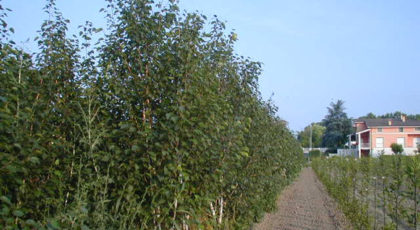 Betula Utilis cespuglio