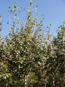 Betula Utilis