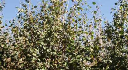Betula Utilis