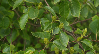 Betula Ermanii