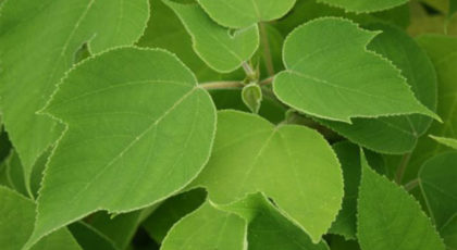 Broussonetia Papyrifera