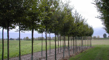Carpinus Betulus Albero