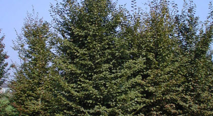 Carpinus Betulus Ramificato