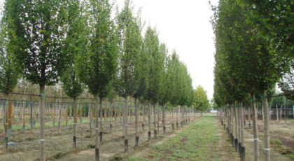 Carpinus Betulus Fastigiata Albero