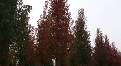 Carpinus Betulus Fastigiata Ramificato