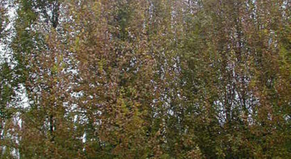 Carpinus Betulus Frans Fontaine Ramificato