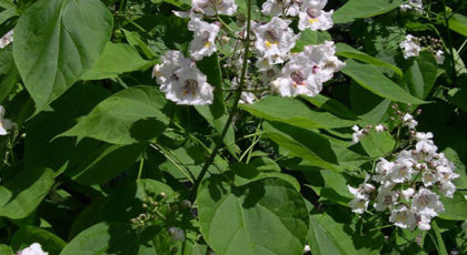 Catalpa Bignonioides cespuglio