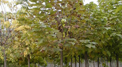 Catalpa Bignonioides
