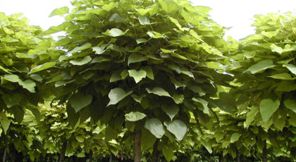 Catalpa Bignonioides Nana