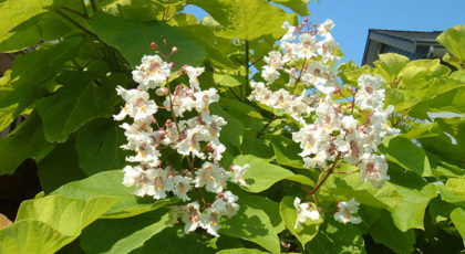 Catalpa Bignonioides Aurea