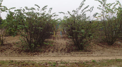 Cercis Siliquastrum cespuglio